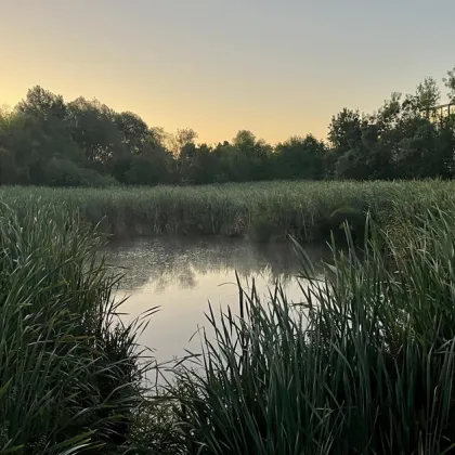 До дни спират строежа до Боянското блато Кметът на район
