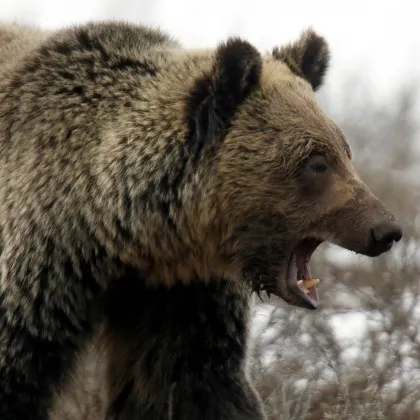 Мечка гризли нападна ученици и учители, има 11 ранени