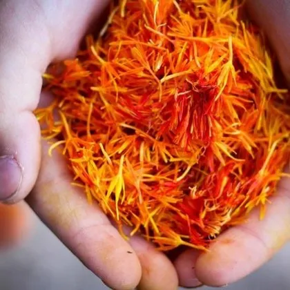 Шафранът – известен като една от най скъпите подправки в света