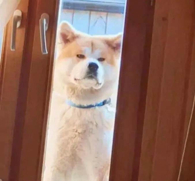 7 г. затвор за Изар: историята на едно куче и тъжният урок за хуманността в България