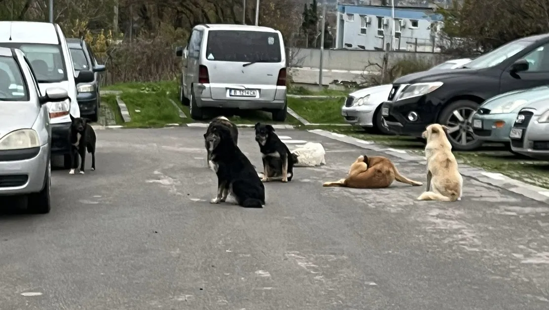 Глутница кучета притеснява жители на Варна, мъж е нахапан по крака ВИДЕО+СНИМКИ
