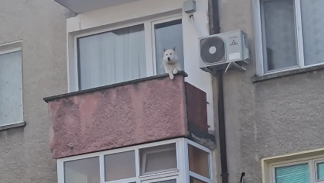 Куче в беда? ВИДЕО от Стара Загора предизвика вълна от съчувствие и гняв