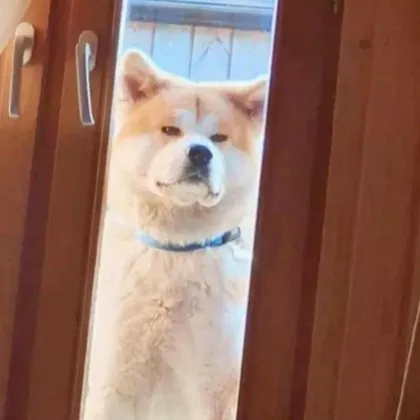 Понякога една история се забива в сърцето като нож История