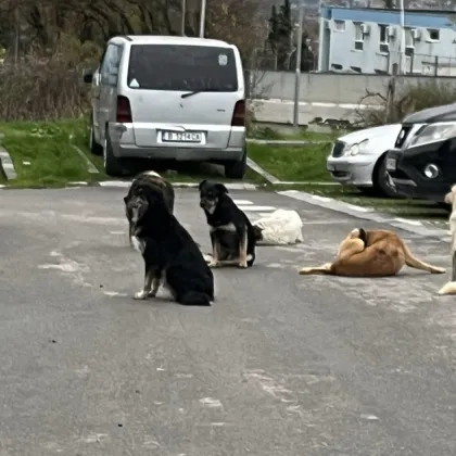 Глутница кучета притеснява жители на Варна, мъж е нахапан по крака ВИДЕО+СНИМКИ