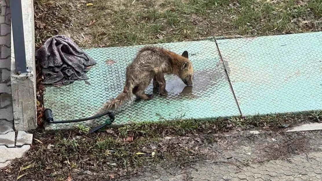 Жена търси помощ за спасяване на болна лисица в София