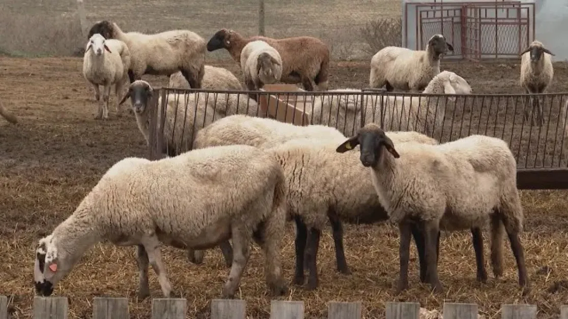 Животновъдите получават компенсациите си от заболяванията по животните до края на годината