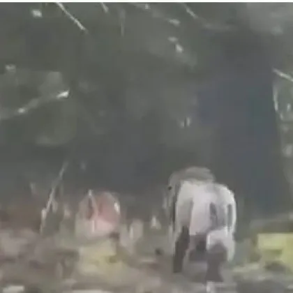 Тайната около лъва бродещ из Ирландия най накрая беше разкрита –