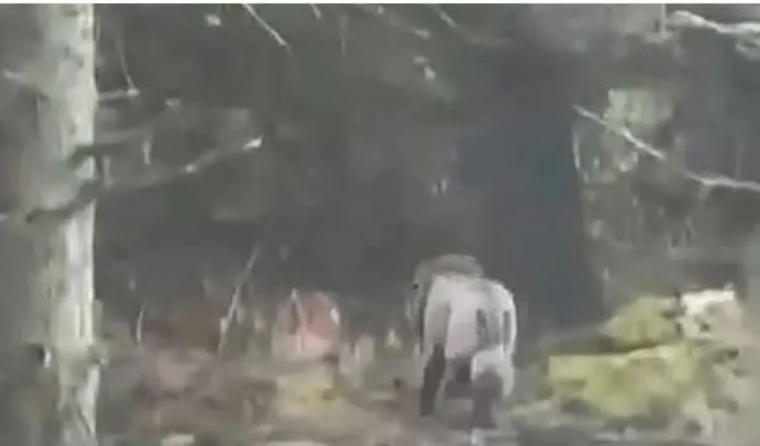 Разкриха мистерията с "лъва", бродещ из горите на Ирландия СНИМКИ