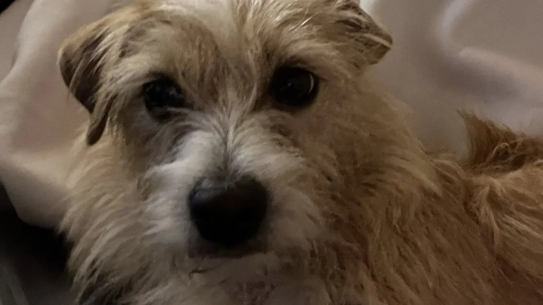 Куче издъхна след нападение от друго в София СНИМКИ