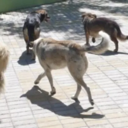 Жителка на Асеновград алармира в социалните мрежи за агресивни улични