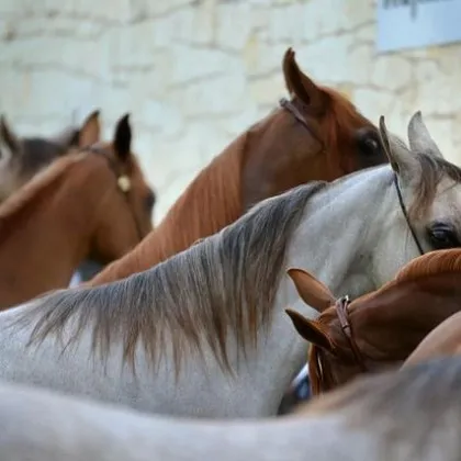 Продаването на 11 коня от конния ескадрон се налага защото