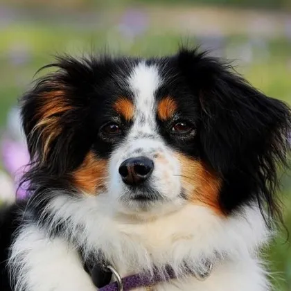 Въвеждат нови правила за отглеждането на домашни любимци в Пловдив