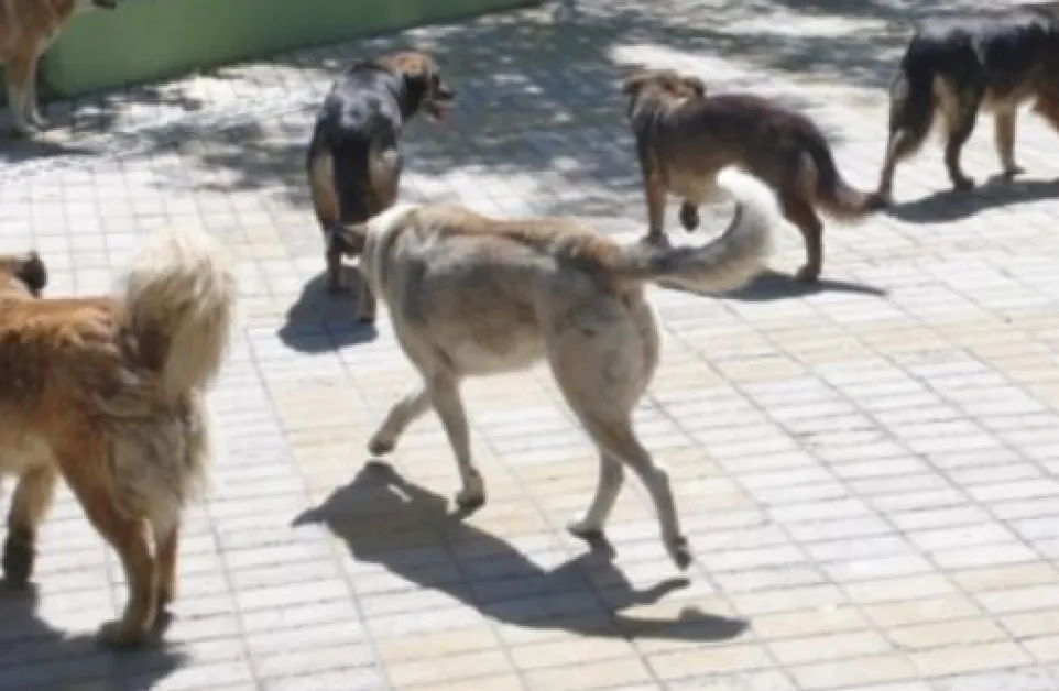 Опасно! Глутница агресивни кучета налетяха на асеновградчанка