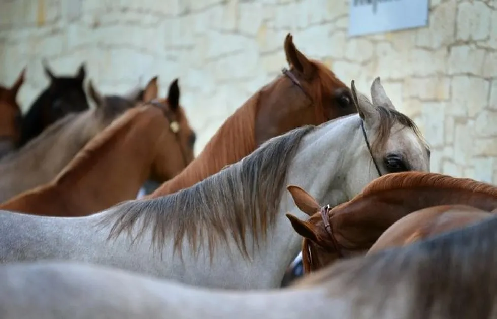 Разкриха подробности за продажбата на коне от ескадрона на конната полиция