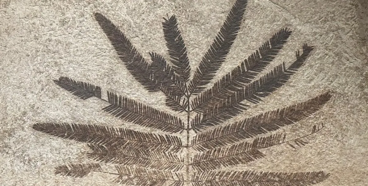 Трябва да благодарим на динозаврите за сутрешната си чаша кафе: защо?