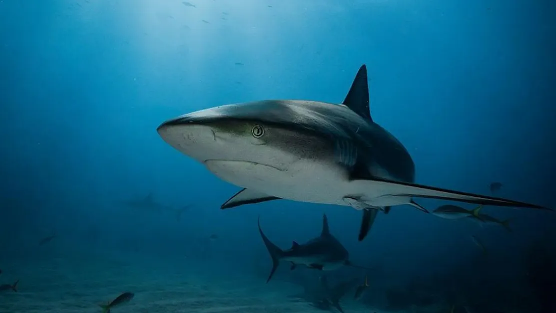 Акула нападна туристи в Австралия, има жертва