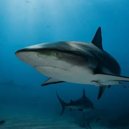 Акула уби жена и рани сериозно мъж които сутринта се къпали