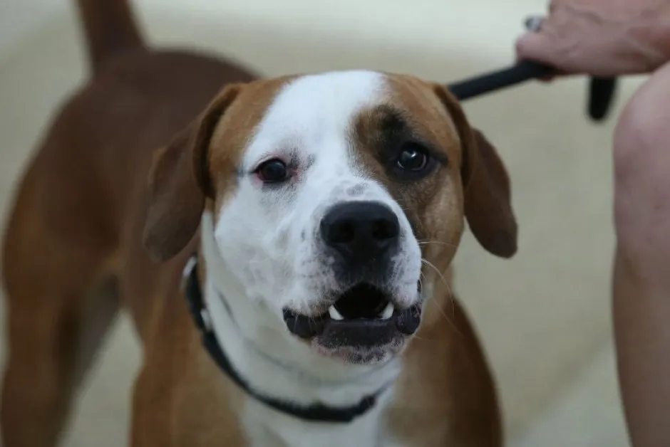 Интересно проучване: Хранителни добавки с коноп намаляват агресията при кучетата