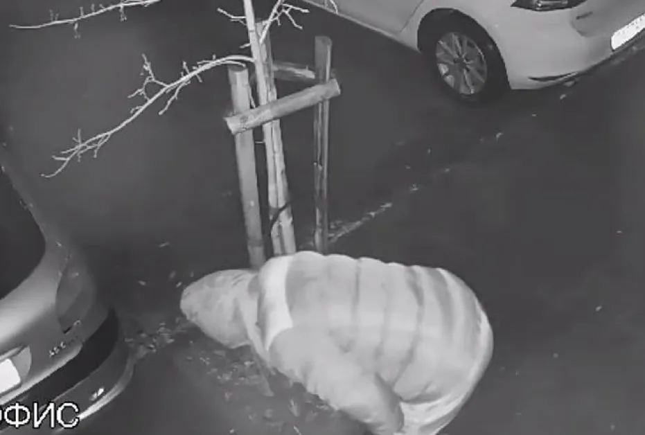 Изрязаха фиданки, засадени край блок в София СНИМКИ