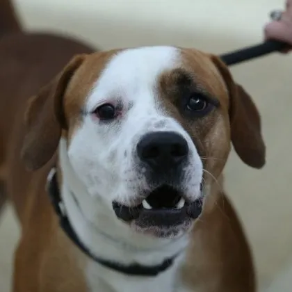 Кучета на които са давани хранителни добавки съдържащи канабидиол получен