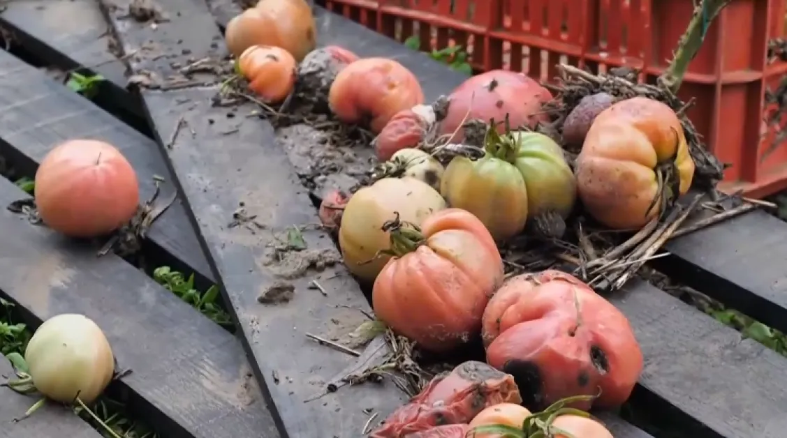 Заради поройните дъждове: Унищожена е реколтата в Югозападна България