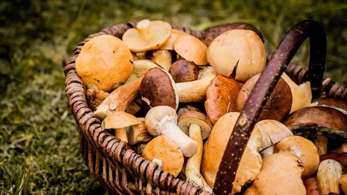 Изкуственият интелект обърка отровни гъби с ядливи - човек едва не умря