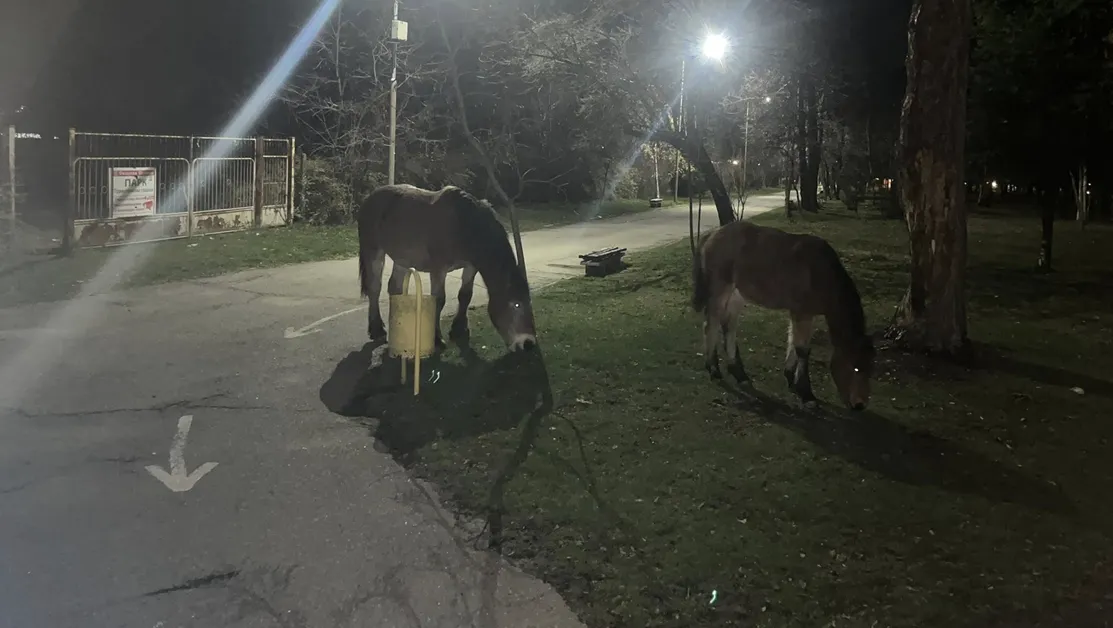 Коне в парк "Туристическата градина" в Самоков - чакат да стане готова ледената пързалка?