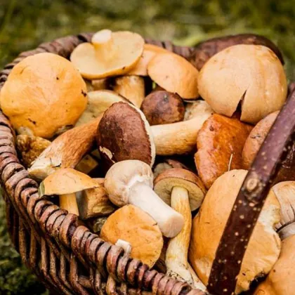 На 3 ноември мъж на около 70 години събирал диви