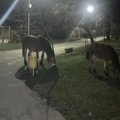 Коне в парк "Туристическата градина" в Самоков - чакат да стане готова ледената пързалка?