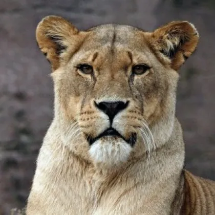 Мъж загина след като проникна в клетката на лъвица в