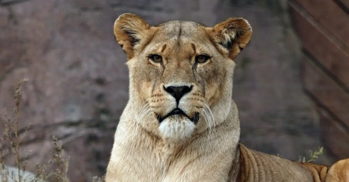 Трагедия в зоопарк: Мъж проникна в клетка на лъвица и загина намясто