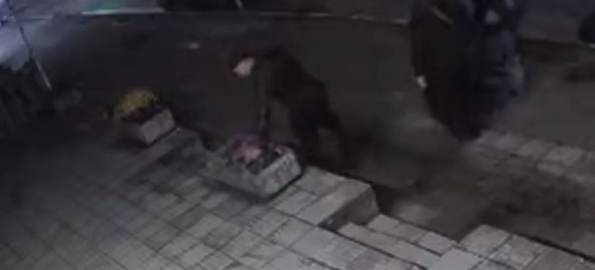 Асеновградски "джентълмен" унищожи чужд труд, за да блесне с жест ВИДЕО