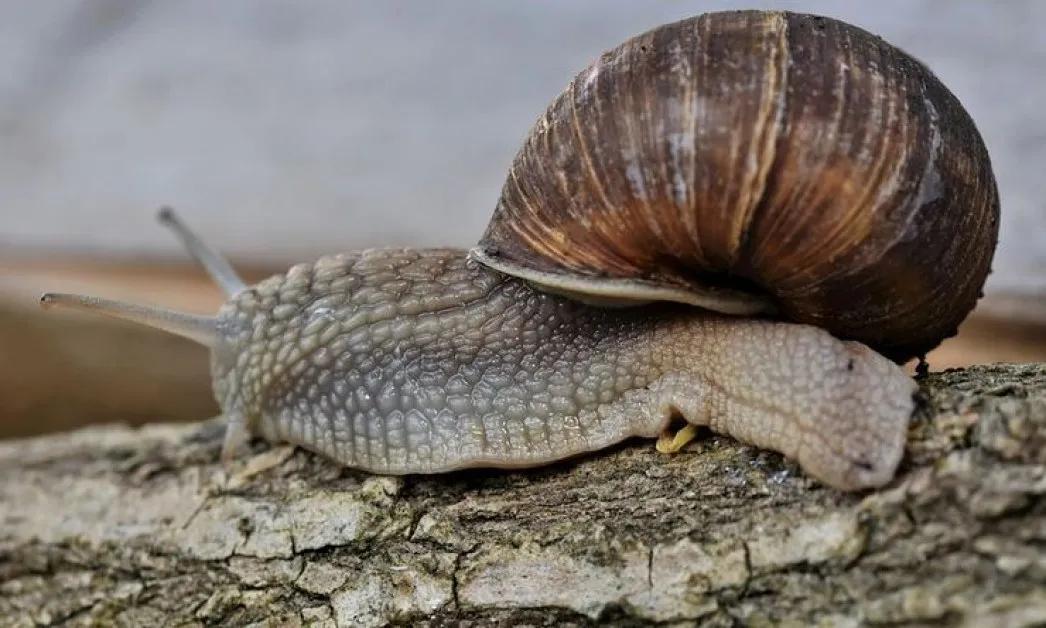 Гурме удар! Откраднаха охлюви за 100 000 долара