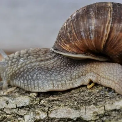 Френска ферма разположена близо до град Реймс само на около