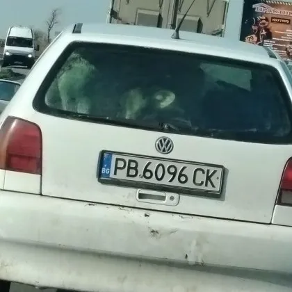 Натъпкаха теленца в малък хечбек ВИДЕО