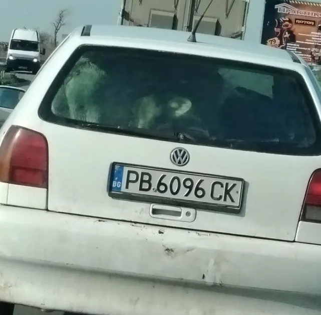 Натъпкаха теленца в малък хечбек ВИДЕО