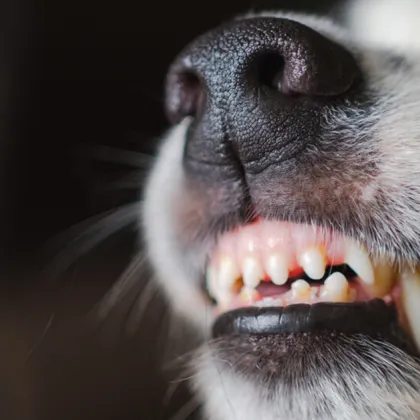 "Шокът и болката са големи": Ново нападение от бездомно куче във Варна СНИМКИ
