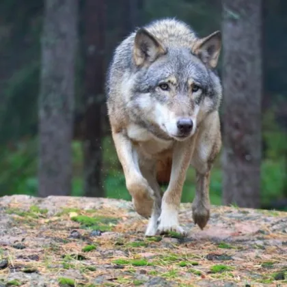 Нападенията от вълци човекоядци отново тревожат индийския щат Утар Прадеш съобщава