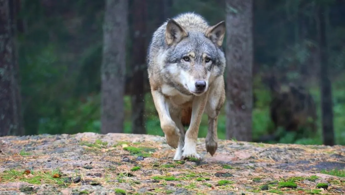 Вълци-човекоядци нападнаха 5-годишно момче - изядоха му ръцете