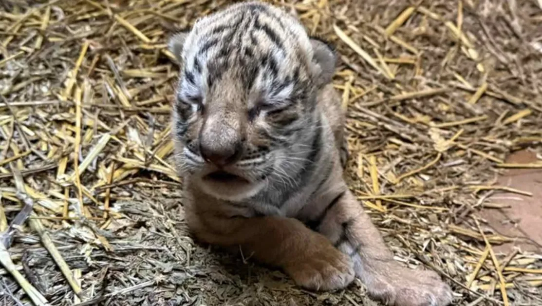 Бенгалско тигърче се роди в зоопарка в Стара Загора СНИМКИ