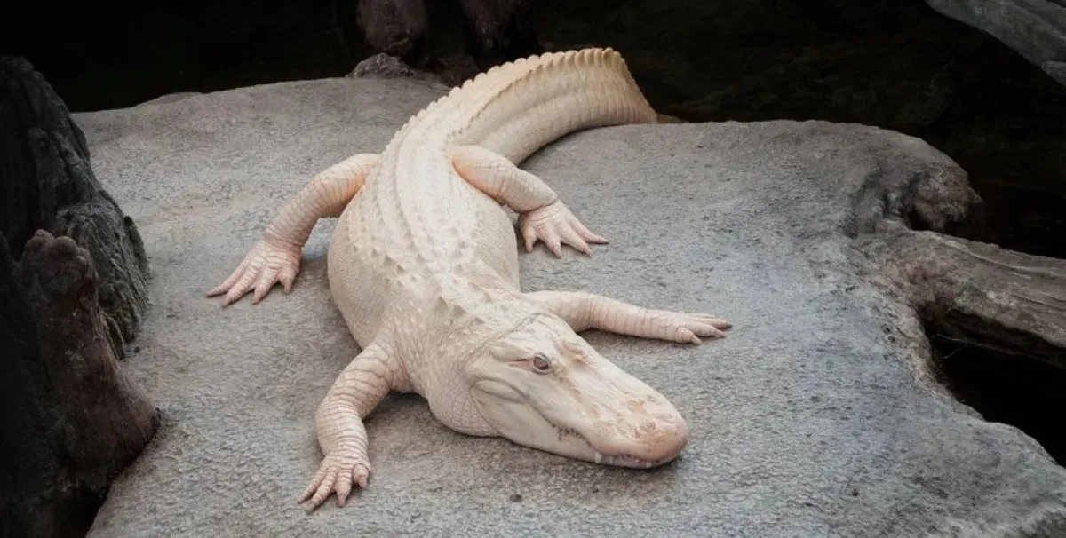 Кралят на Сан Франциско умря: Известният албинос алигатор се спомина на 30 години