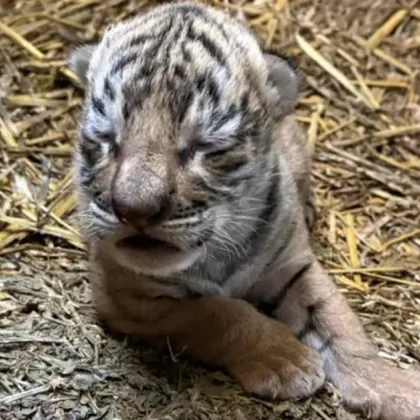 Бенгалско тигърче се роди в зоопарка в Стара Загора СНИМКИ