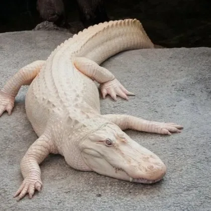 Кралят на Сан Франциско умря: Известният албинос алигатор се спомина на 30 години