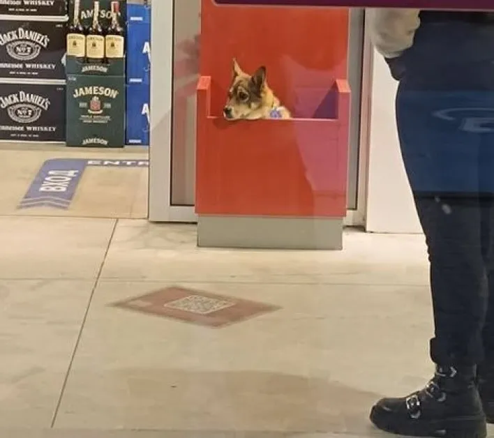 Откриха куче в торба пред магазин, изоставено ли е? СНИМКИ