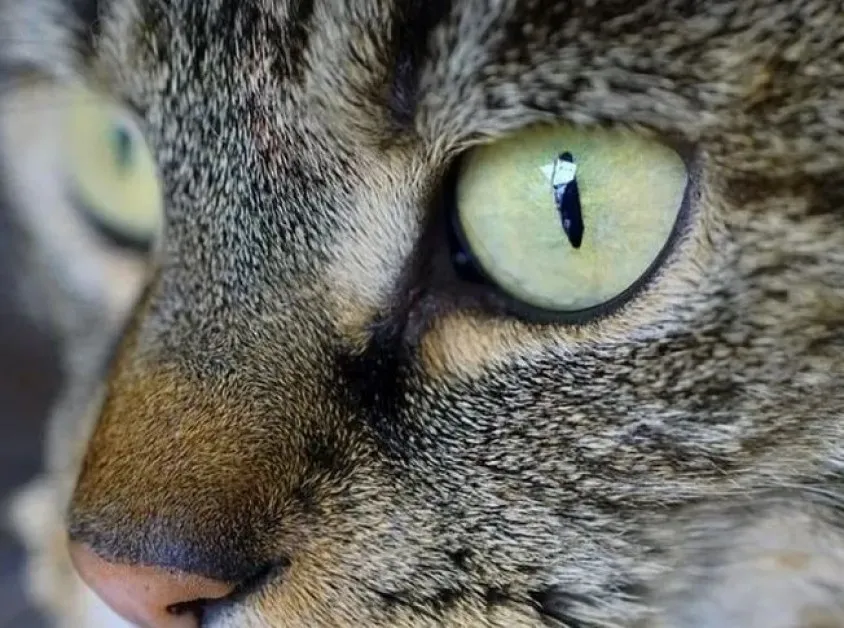 Асеновградчанка откри трупове на улицата, предупреди всички