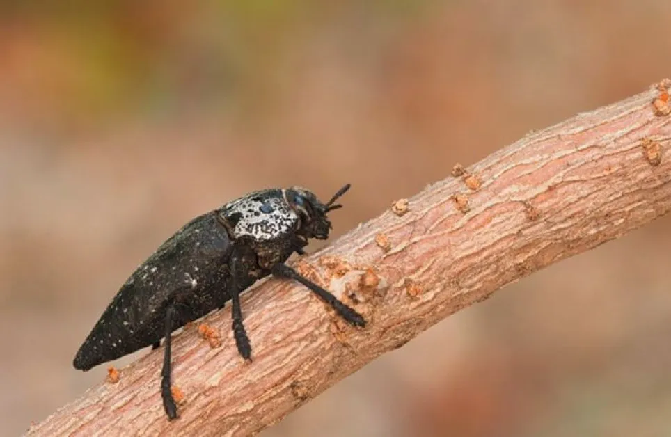 Черната златка унищожава овощните насаждения в България