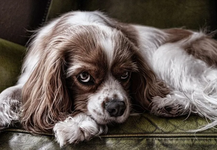 "Късмет е, че не стана трагедия": Глутница се нахвърли на дама и кученцето ѝ в София