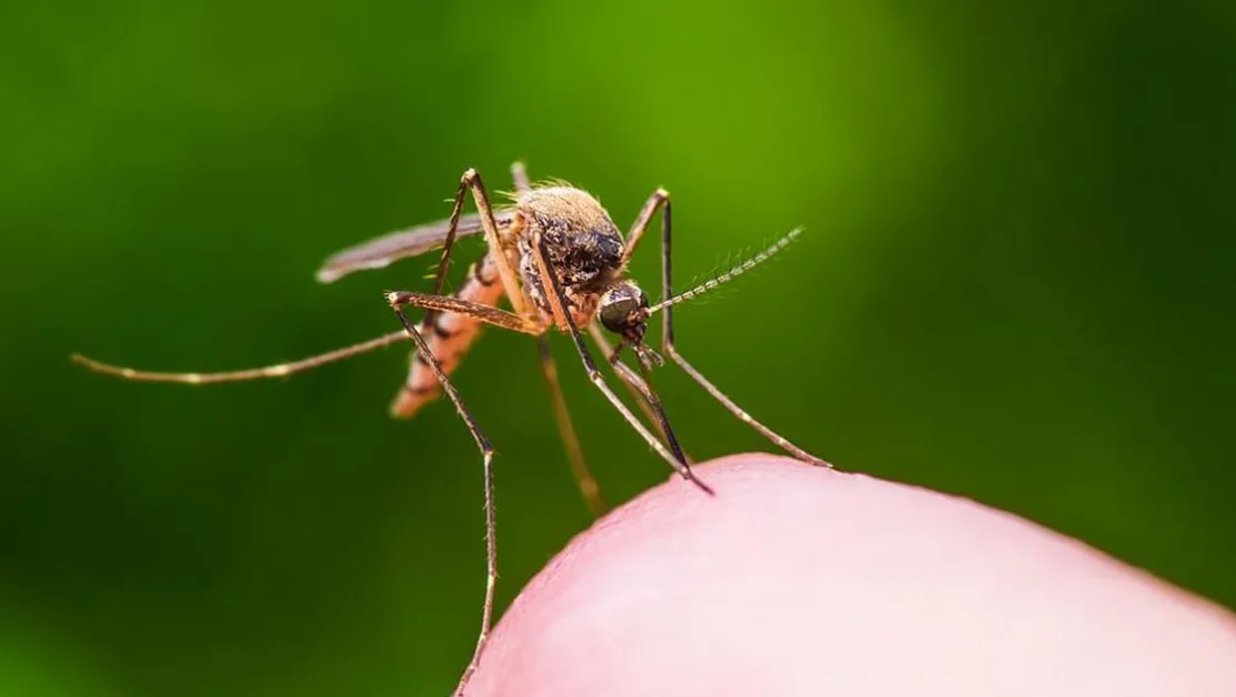 Лекарите бият тревога: Борбата с маларията е стигнала до задънена улица