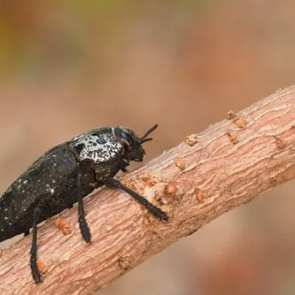 Черната златка унищожава овощните насаждения в България