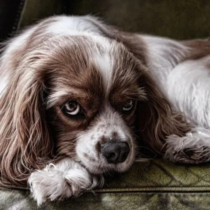 "Късмет е, че не стана трагедия": Глутница се нахвърли на дама и кученцето ѝ в София